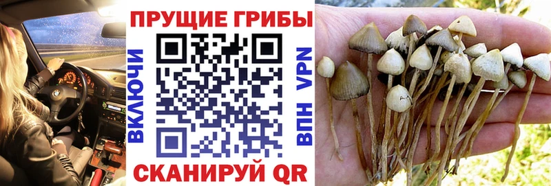 Псилоцибиновые грибы Cubensis Тейково